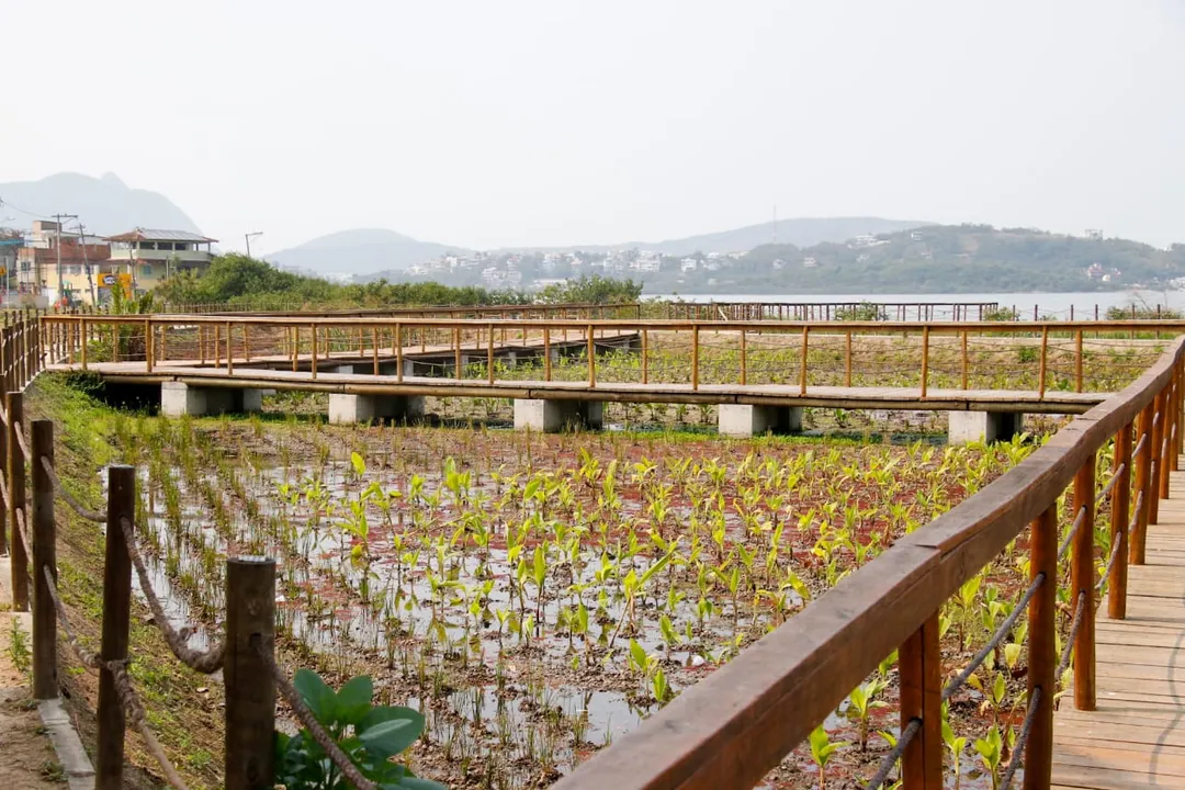 Jardins filtram as impurezas das águas pluviais e das bacias hidrográficas dos rios locais