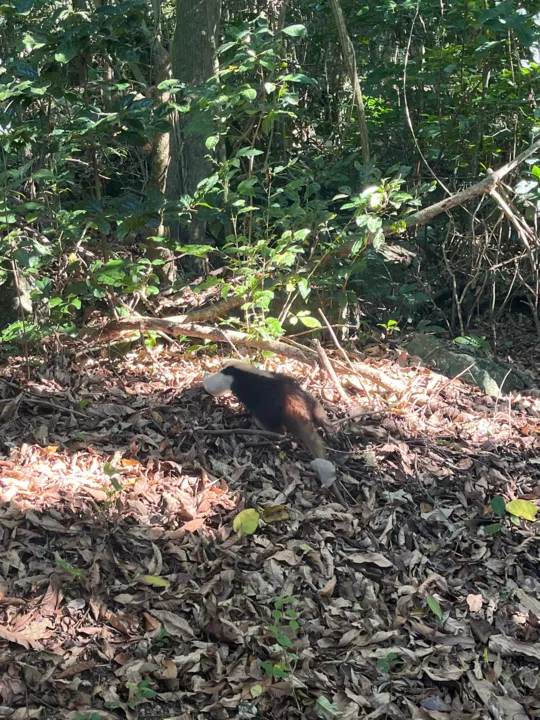 Fofura! Tamanduá 'visita' casa em Itaipuaçu; veja fotos