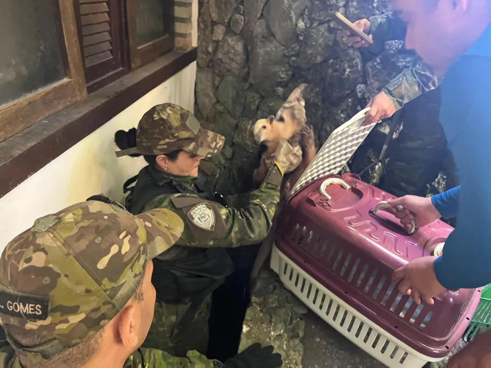 Fofura! Tamanduá 'visita' casa em Itaipuaçu; veja fotos