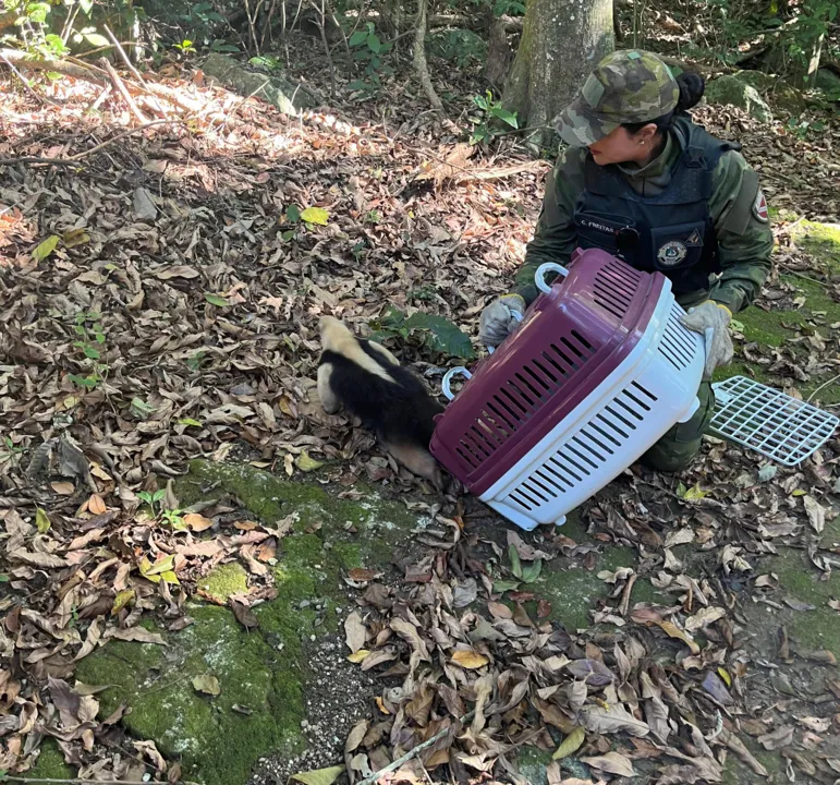 Fofura! Tamanduá 'visita' casa em Itaipuaçu; veja fotos