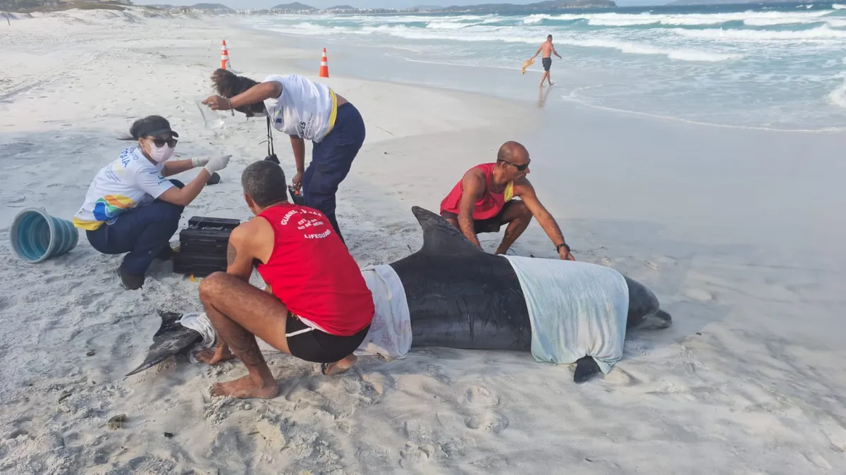 Após o processo de reabilitação, o golfinho será devolvido ao oceano