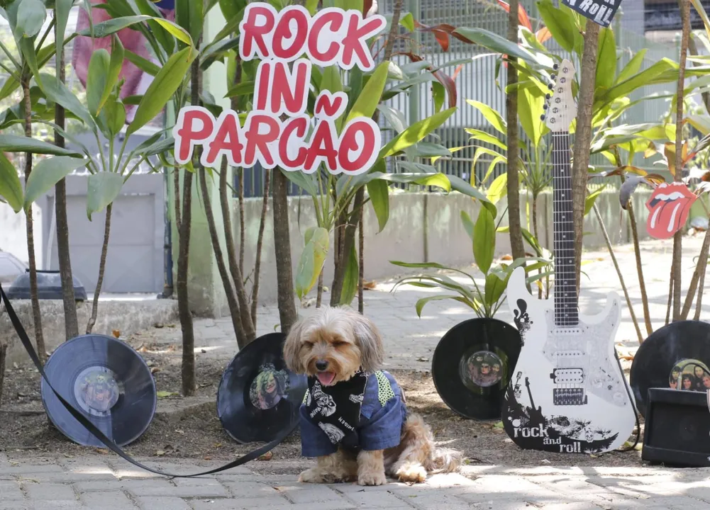 Rockão in Niterói: cachorros fantasiados brilham em desfile