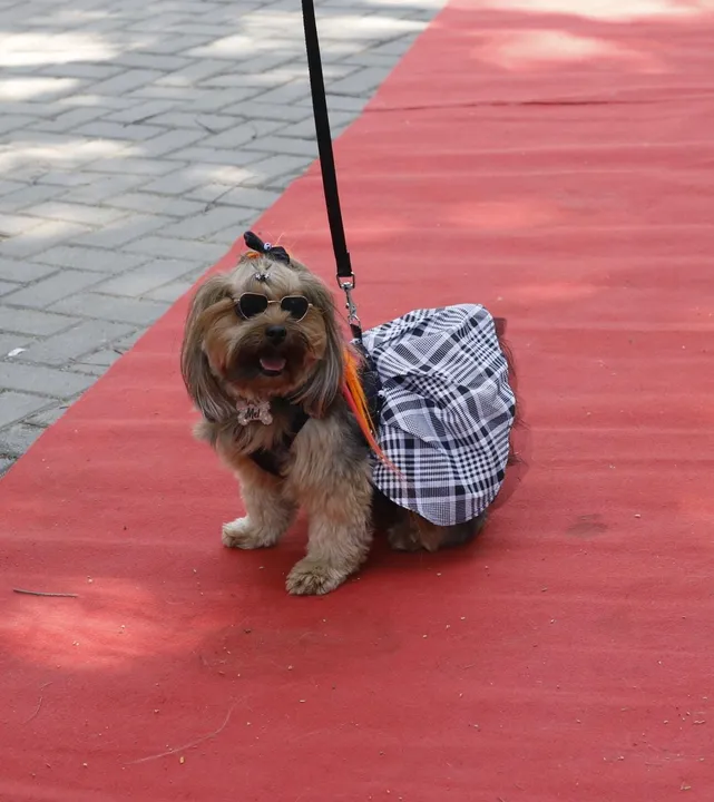 Rockão in Niterói: cachorros fantasiados brilham em desfile