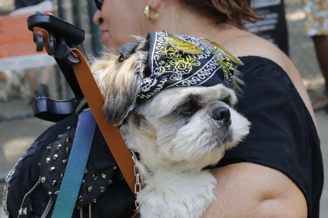 Rockão in Niterói: cachorros fantasiados brilham em desfile