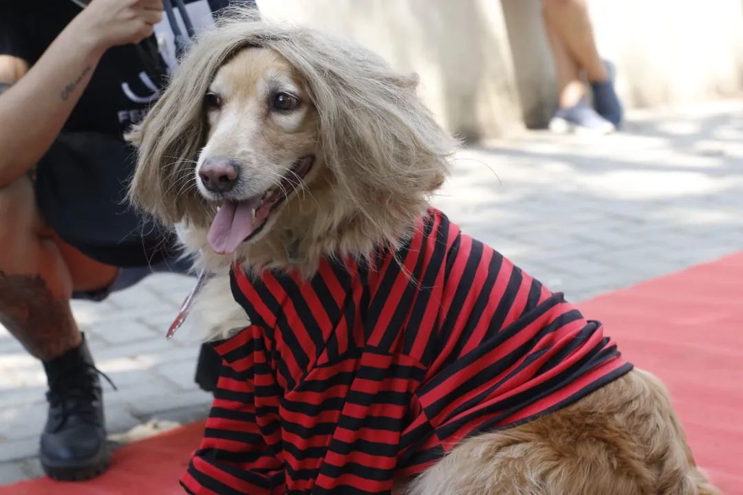 Rockão in Niterói: cachorros fantasiados brilham em desfile