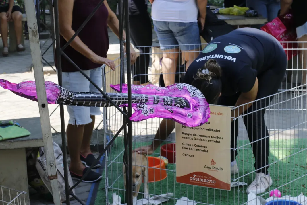 Rockão in Niterói: cachorros fantasiados brilham em desfile