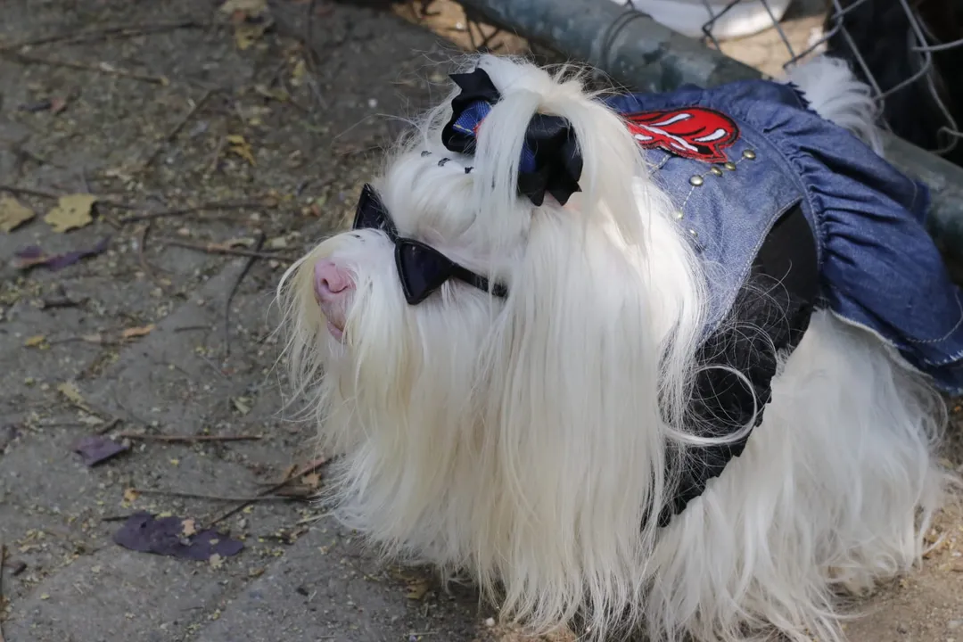 Rockão in Niterói: cachorros fantasiados brilham em desfile