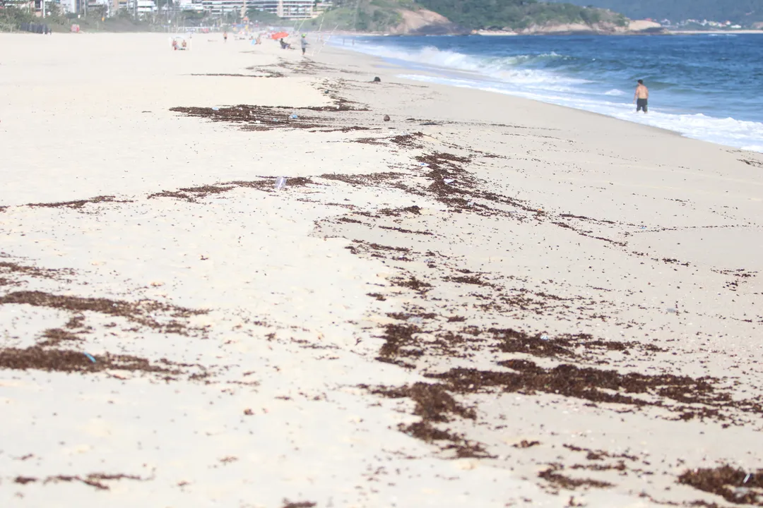 'Chuva de tanajuras' intriga moradores de Niterói