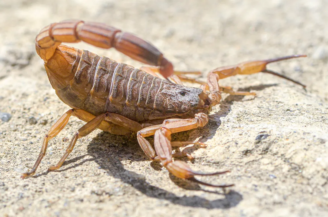 Proposta é desmistificar esses seres e oferecer uma nova perspectiva sobre seu valor na natureza