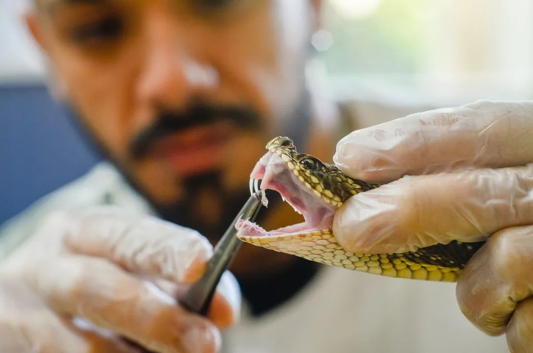 Proposta é desmistificar esses seres e oferecer uma nova perspectiva sobre seu valor na natureza