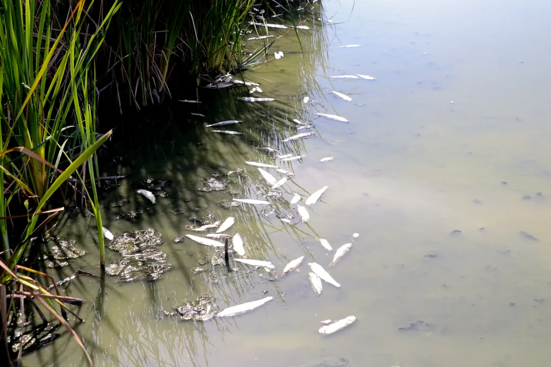 Mortandade de peixes atinge Lagoa de Piratininga