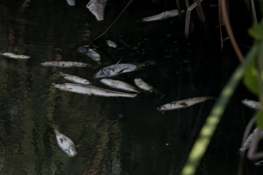 Mortandade de peixes atinge Lagoa de Piratininga