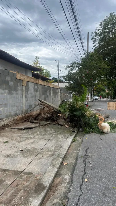 São Francisco amanheceu com diversas árvores caídas, neste sábado