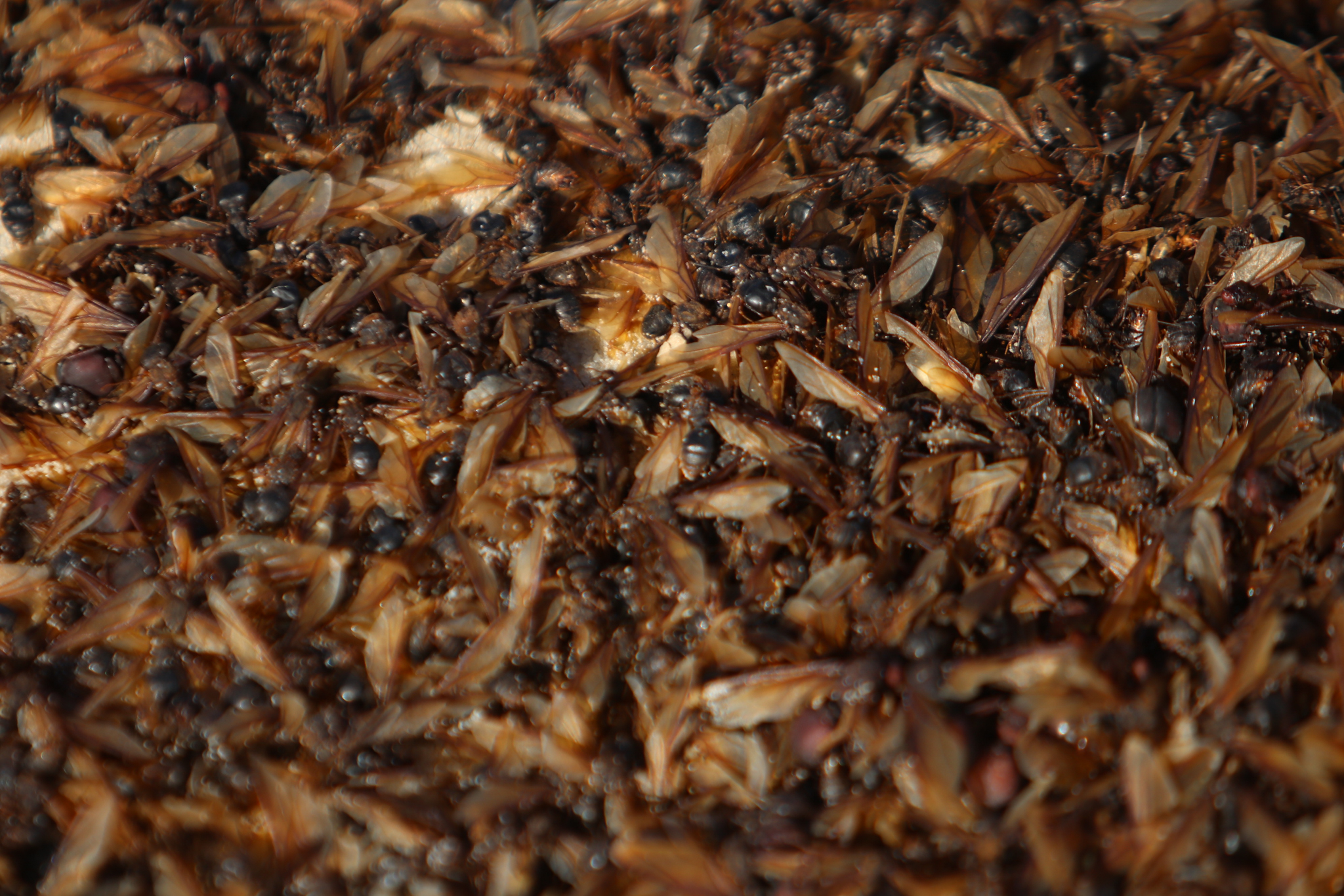 'Chuva de tanajuras' intriga moradores de Niterói