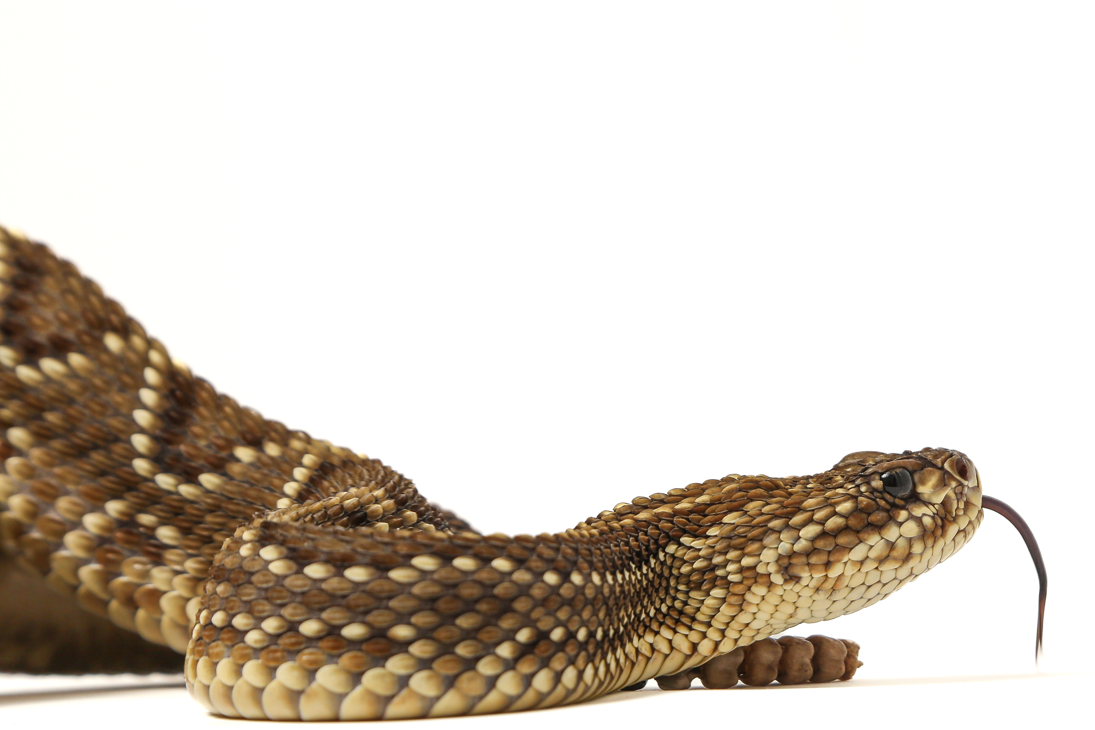 Proposta é desmistificar esses seres e oferecer uma nova perspectiva sobre seu valor na natureza