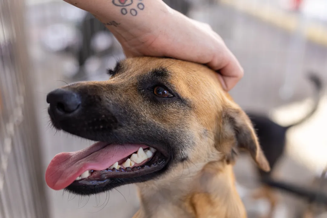 Animais abandonados ganham novo lar após campanha em Maricá