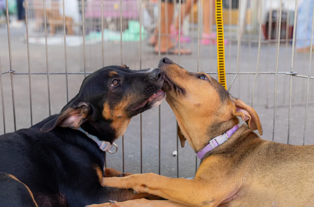 Animais abandonados ganham novo lar após campanha em Maricá