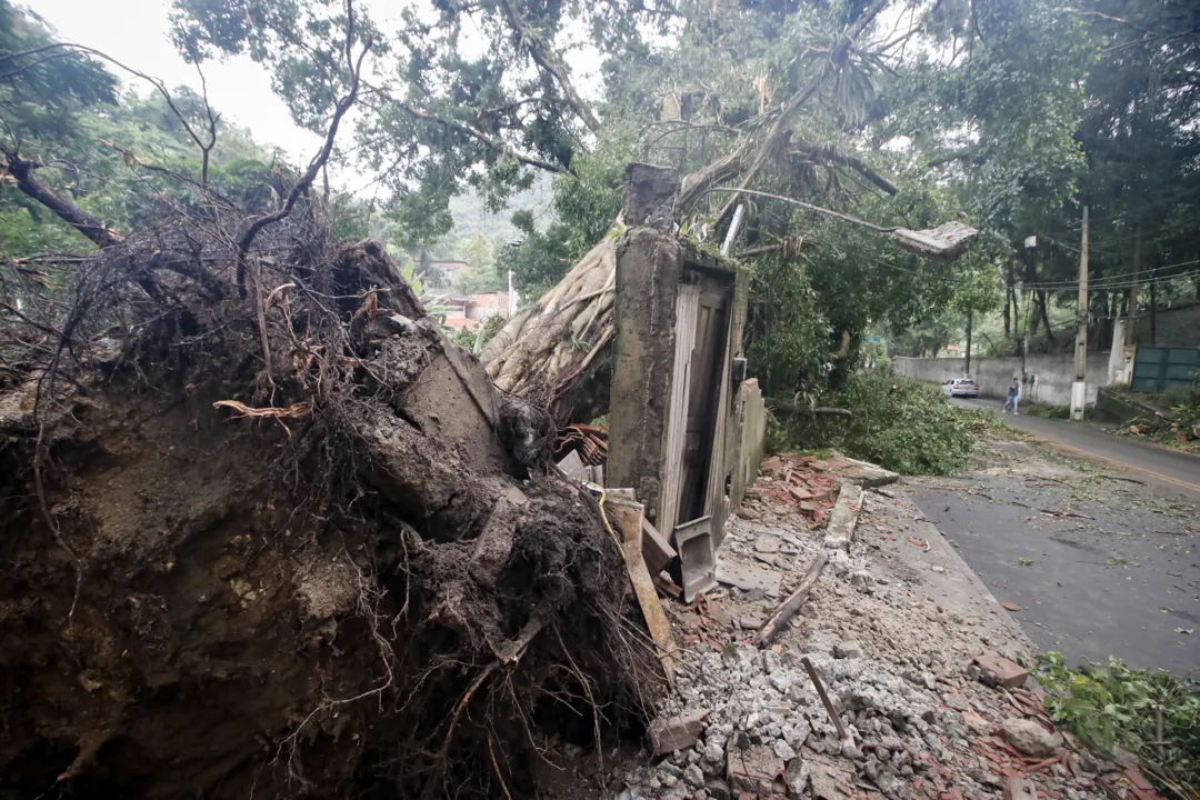 Árvore derruba muro após forte temporal em Niterói