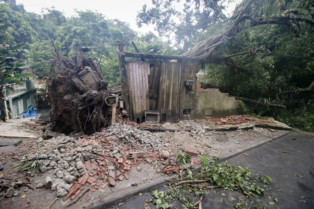 Árvore derruba muro após forte temporal em Niterói