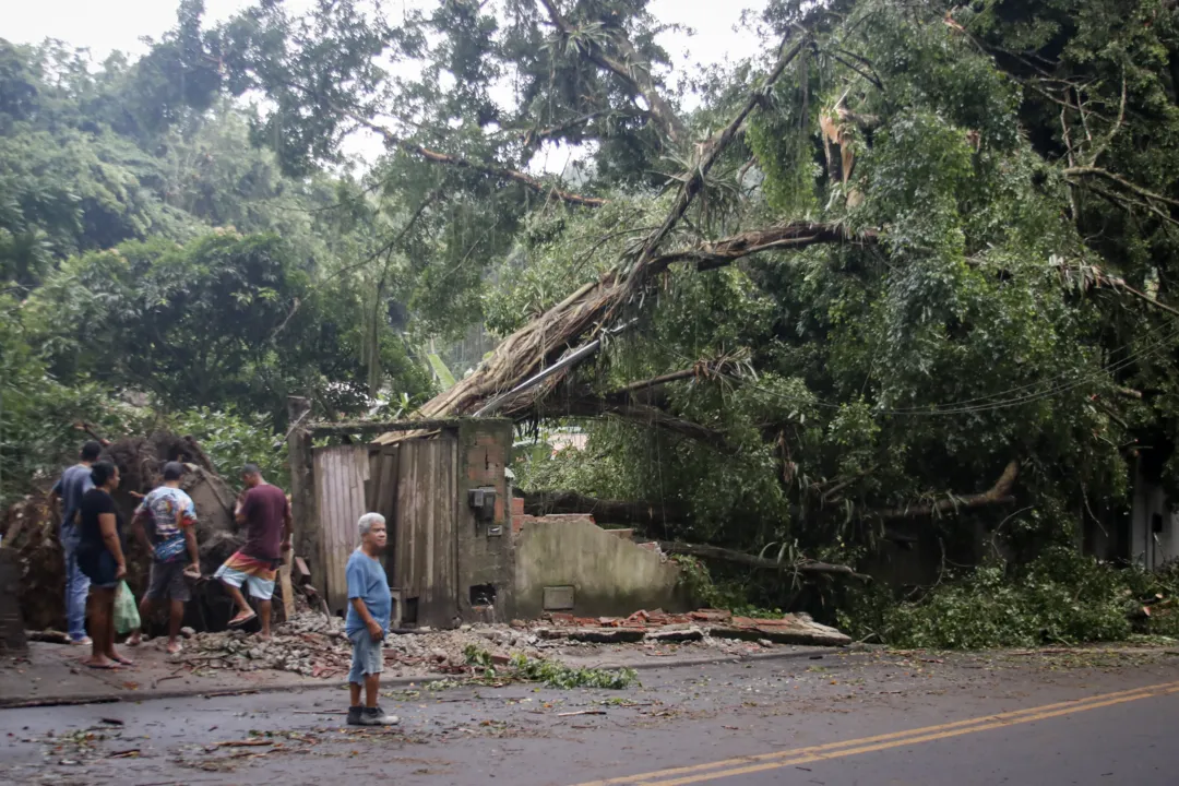 Árvore derruba muro após forte temporal em Niterói