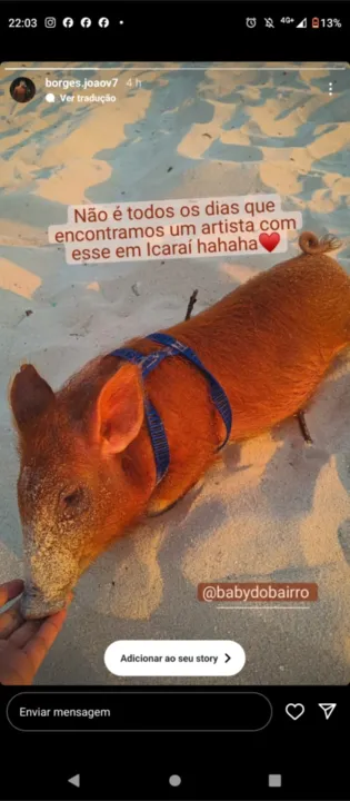 Conheça o porquinho Baby, que virou sensação em praia de Niterói