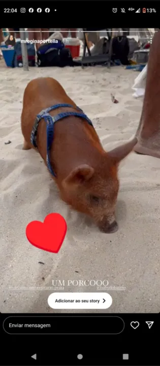 Conheça o porquinho Baby, que virou sensação em praia de Niterói