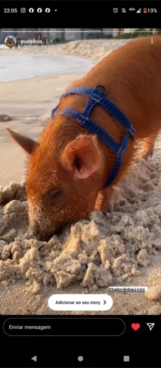 Conheça o porquinho Baby, que virou sensação em praia de Niterói