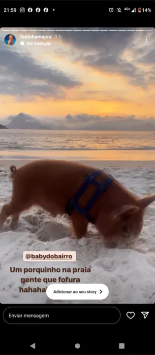 Conheça o porquinho Baby, que virou sensação em praia de Niterói