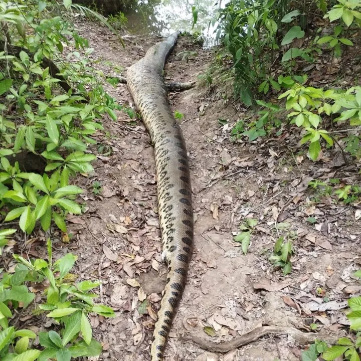 Maior sucuri do mundo é encontrada morta às margens de rio