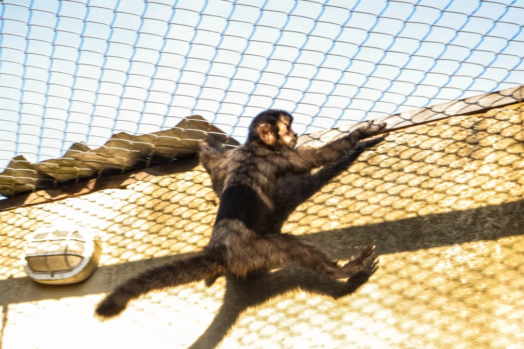 Mais de 40 animais silvestres são resgatados na Zona Oeste