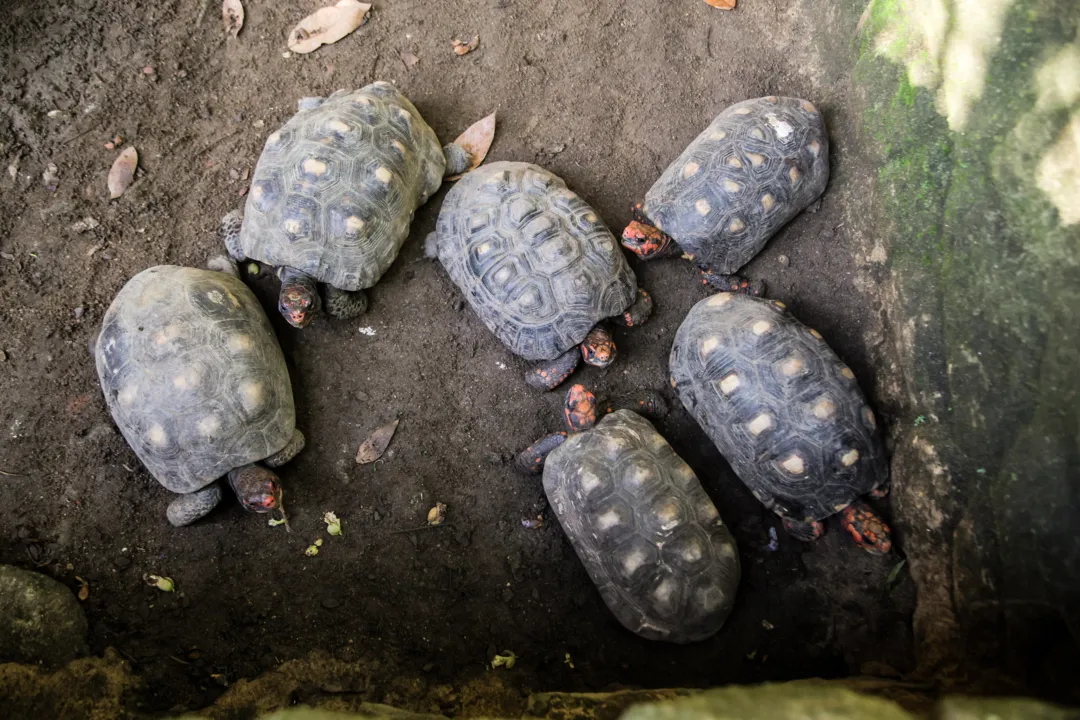 Mais de 40 animais silvestres são resgatados na Zona Oeste