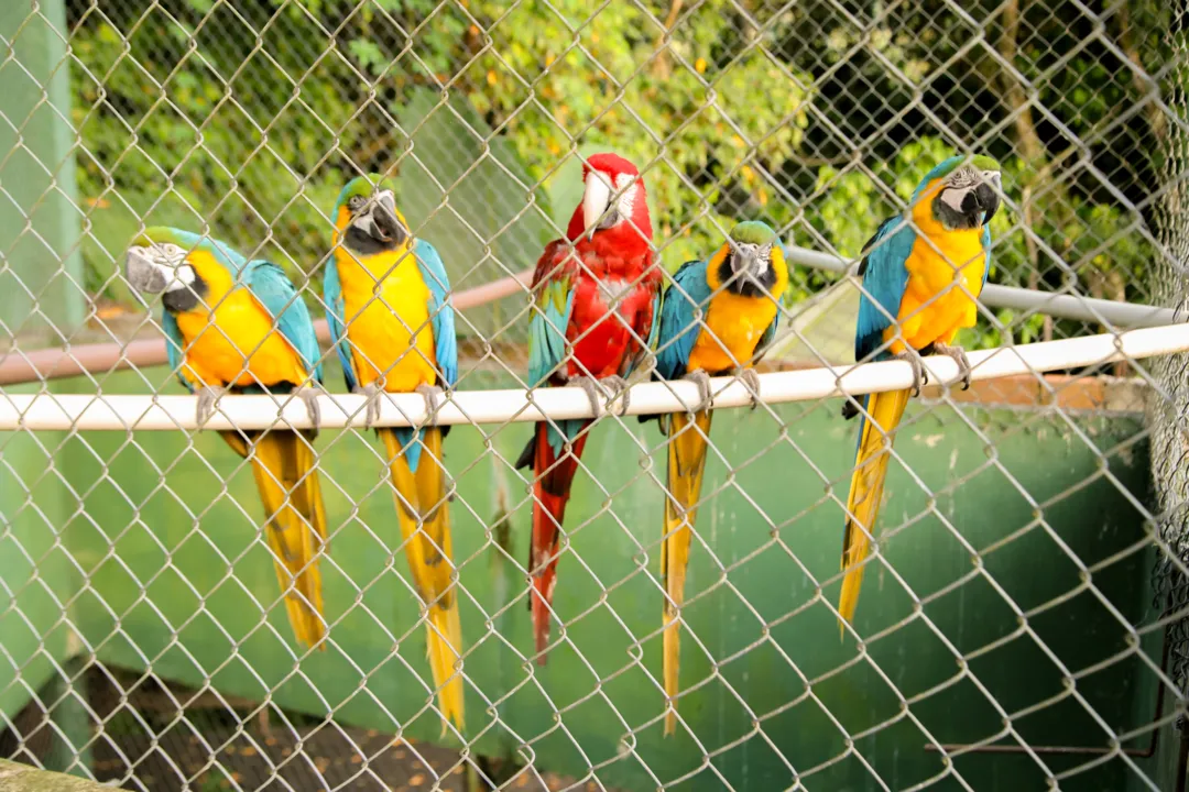 Mais de 40 animais silvestres são resgatados na Zona Oeste