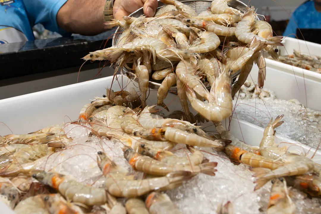 Peixes e frutos do mar frescos e de qualidade