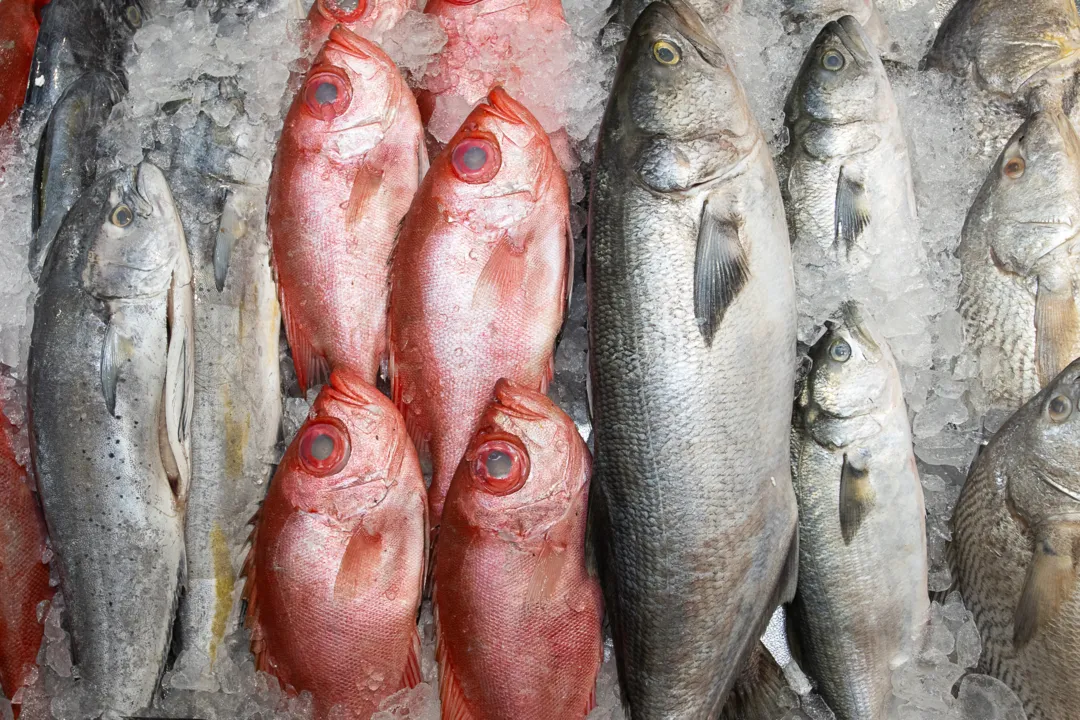 Peixes e frutos do mar frescos e de qualidade