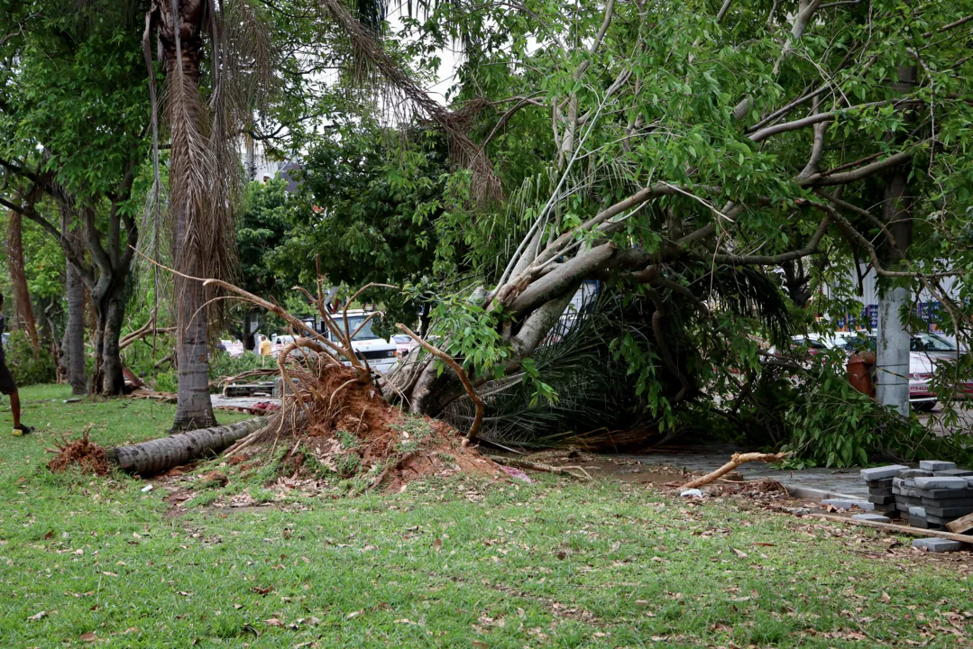 Árvores se soltaram e caíram sobre as ruas em Niterói