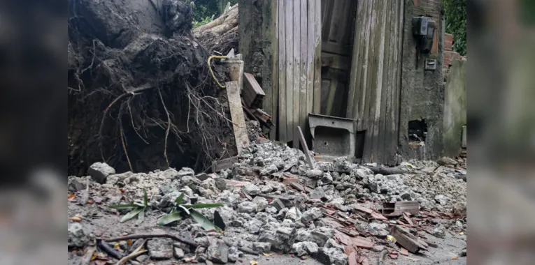 Árvore derruba muro após forte temporal em Niterói