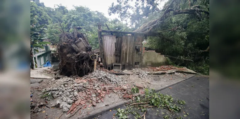 Árvore derruba muro após forte temporal em Niterói