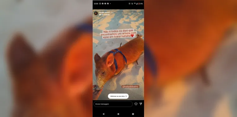 Conheça o porquinho Baby, que virou sensação em praia de Niterói
