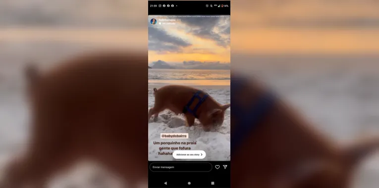 Conheça o porquinho Baby, que virou sensação em praia de Niterói