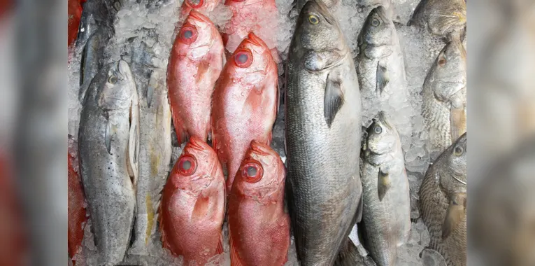 Peixes e frutos do mar frescos e de qualidade