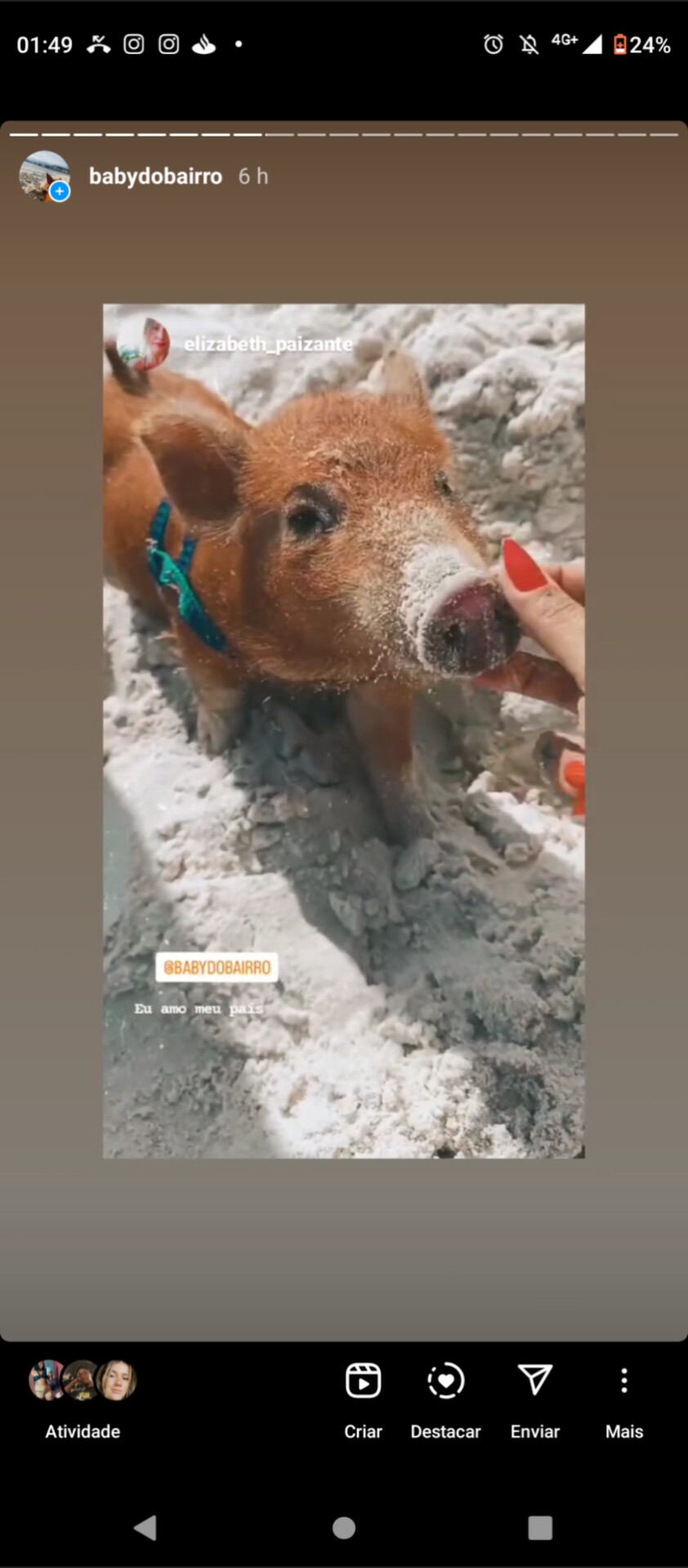 Conheça o porquinho Baby, que virou sensação em praia de Niterói