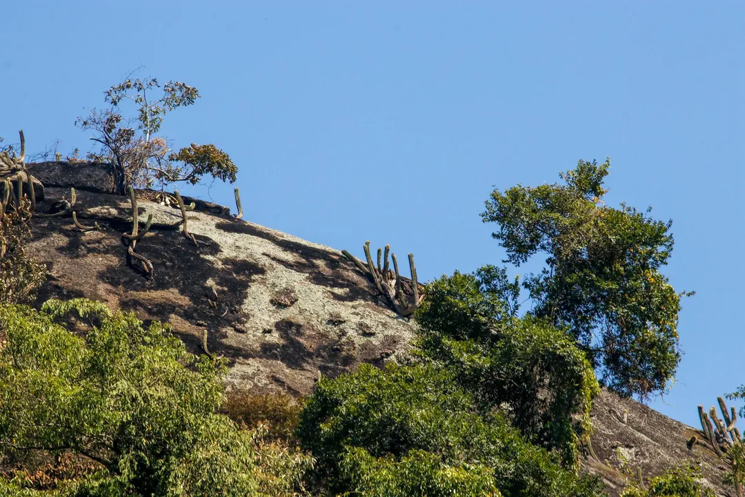 Área de mata atingida pelo incêndio