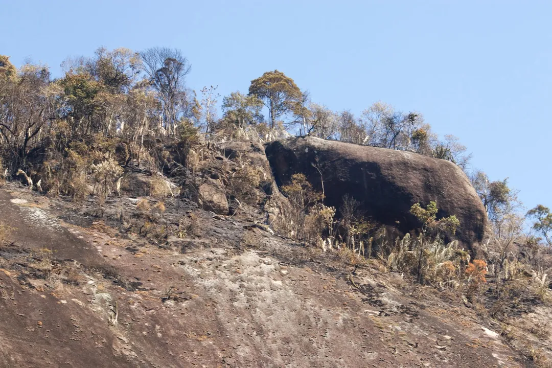 Área de mata atingida pelo incêndio