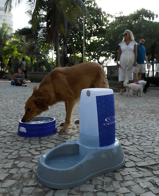 Pets também ganham refresco no calor carioca