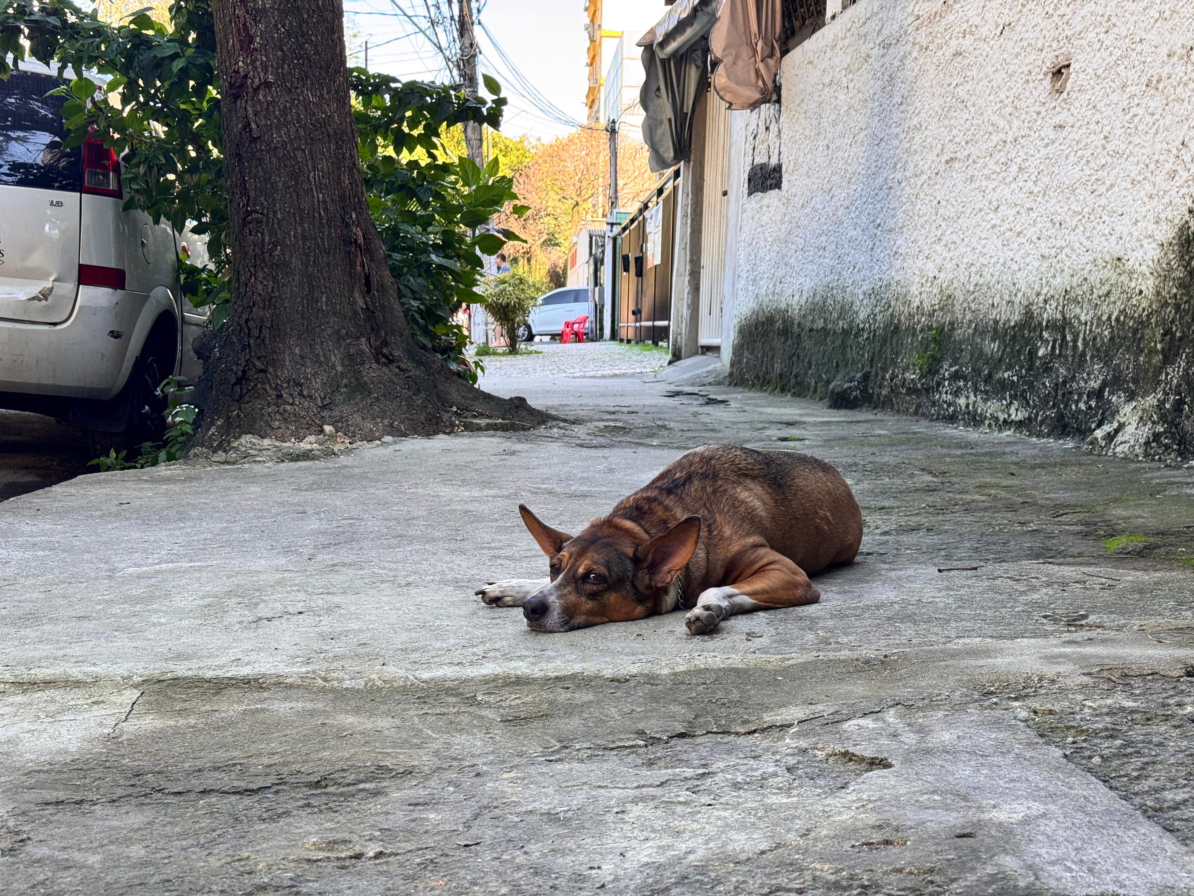 Nina é amada por todos no bairro e a presença de veneno preocupa seu tutor