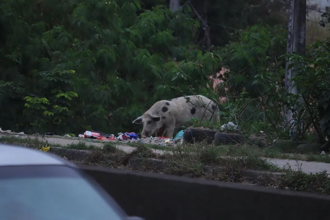 Porco comendo lixo na rua