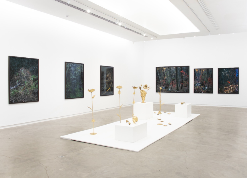 'Floresta argentina' toma conta do MAC e encanta Niterói