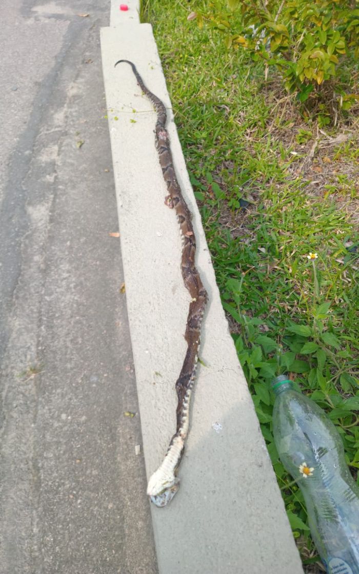 Um dos filhotes foi avistado nesta quinta-feira (22) pelos moradores