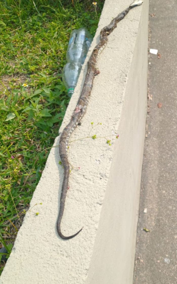Um dos filhotes foi avistado nesta quinta-feira (22) pelos moradores