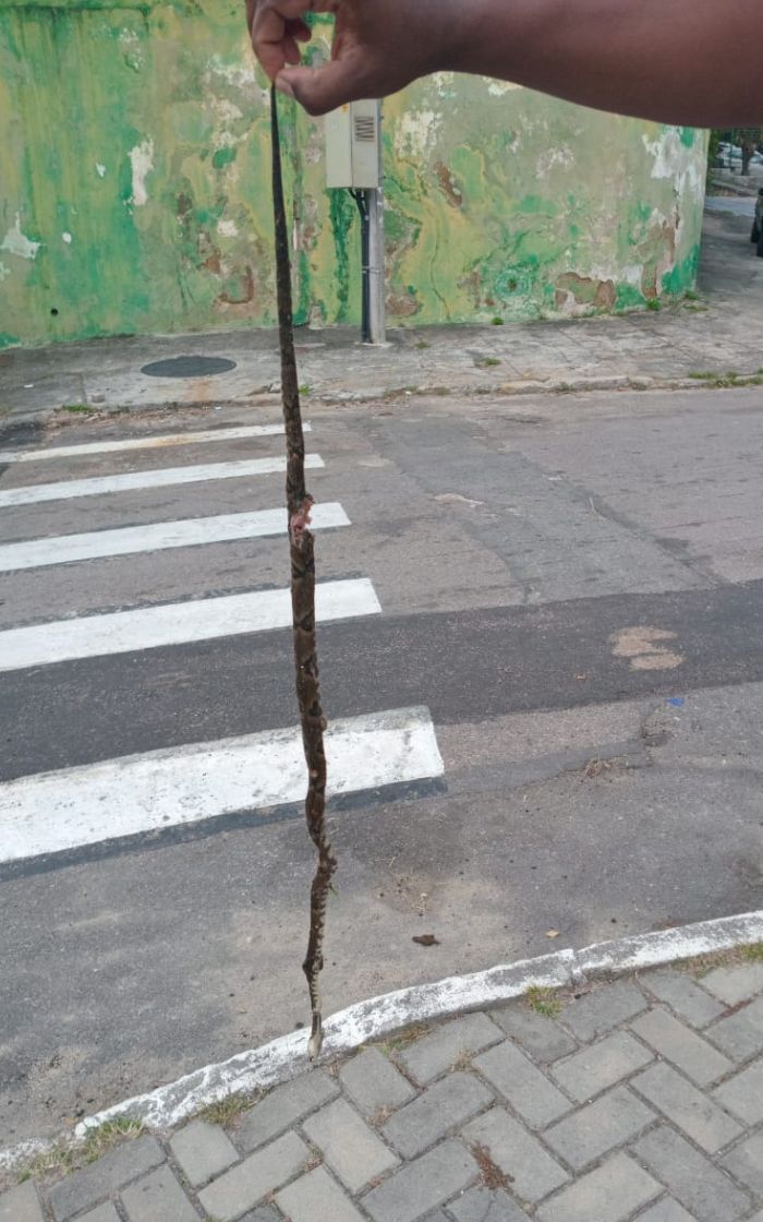 Um dos filhotes foi avistado nesta quinta-feira (22) pelos moradores